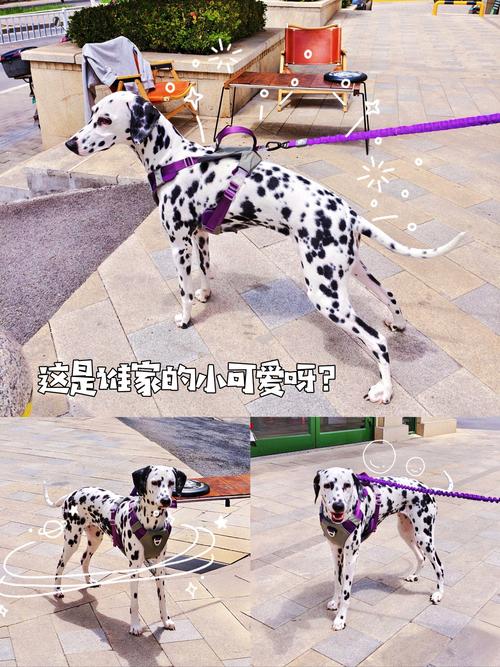 101斑点狗游戏下载_101斑点狗官网下载_安卓苹果app 101斑点狗游戏下载_101斑点狗官网下载_安卓苹果app