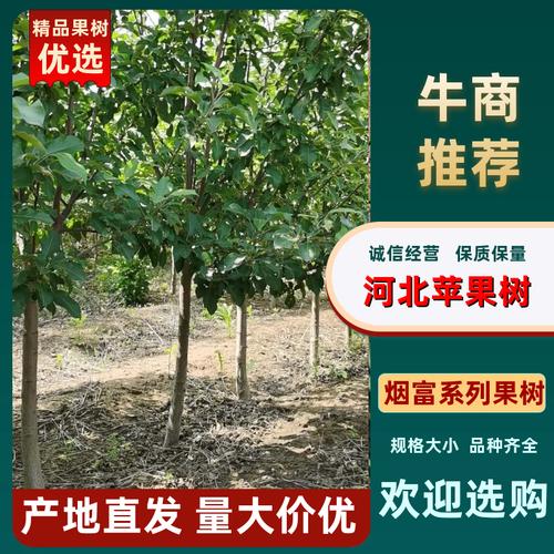 18棵苹果树游戏下载_18棵苹果树官网下载_安卓苹果app 18棵苹果树游戏下载_18棵苹果树官网下载_安卓苹果app