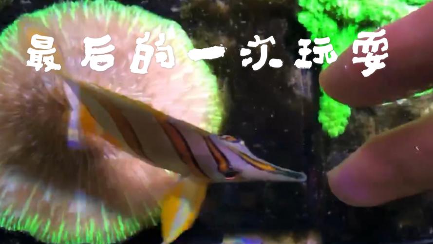 三间火箭最全游戏攻略解说_三间火箭最新游戏技巧通关 三间火箭最全游戏攻略解说_三间火箭最新游戏技巧通关