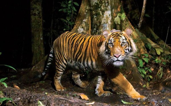 丛林猛虎最全游戏攻略解说_丛林猛虎最新游戏技巧通关