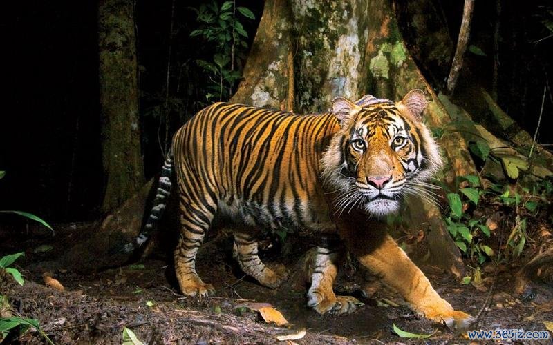 丛林猛虎最全游戏攻略解说_丛林猛虎最新游戏技巧通关 丛林猛虎最全游戏攻略解说_丛林猛虎最新游戏技巧通关