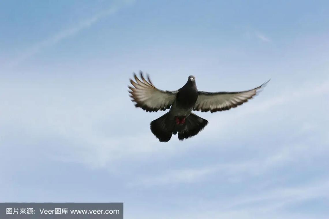 58信鸽下载安卓版_官方手机app下载_58信鸽电脑PC端最新版本