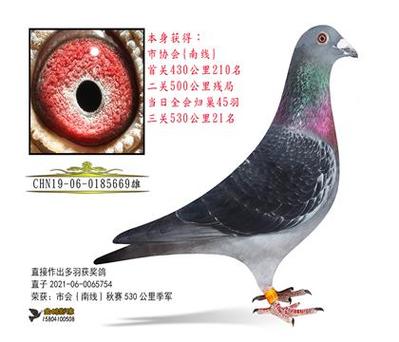 58信鸽下载安卓版_官方手机app下载_58信鸽电脑PC端最新版本