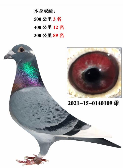 58信鸽下载安卓版_官方手机app下载_58信鸽电脑PC端最新版本