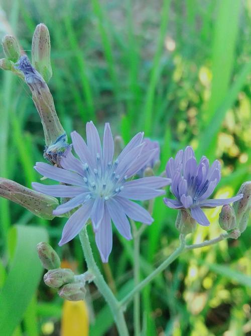 野花纸牌接龙手游下载_野花纸牌接龙官网下载_手机安卓苹果app