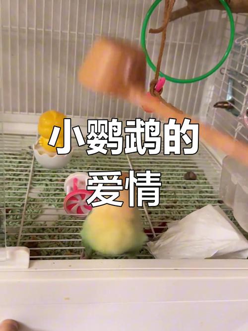 鹦鹉爱情故事手游下载_鹦鹉爱情故事官网下载_手机安卓苹果app