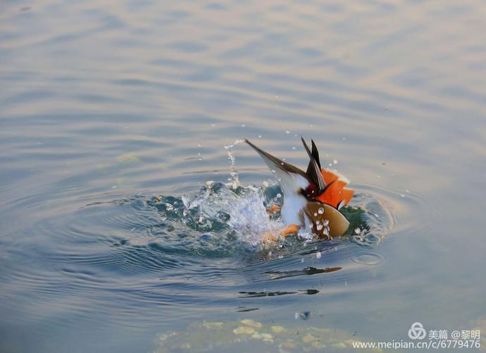 鸳鸯情缘手游下载_鸳鸯情缘官网下载_手机安卓苹果app