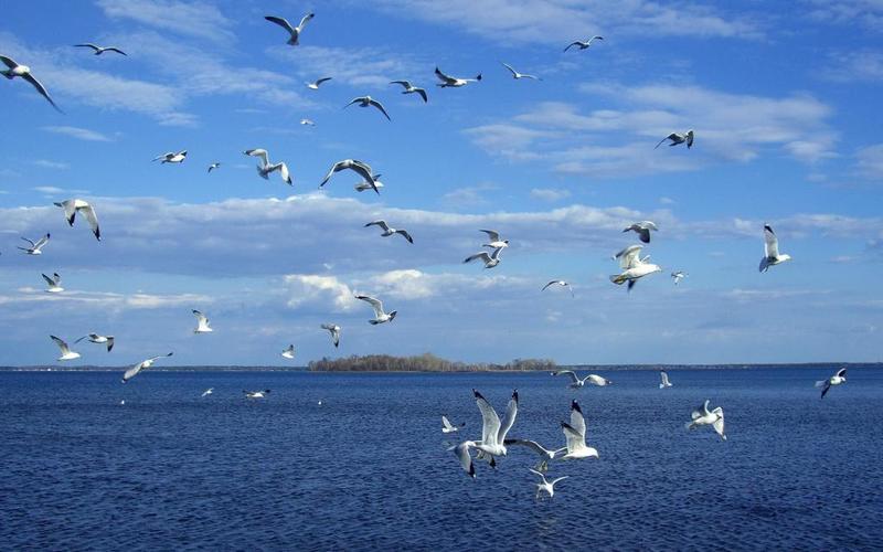 黑嘴海鸟探宝手游下载_黑嘴海鸟探宝官网下载_手机安卓苹果app