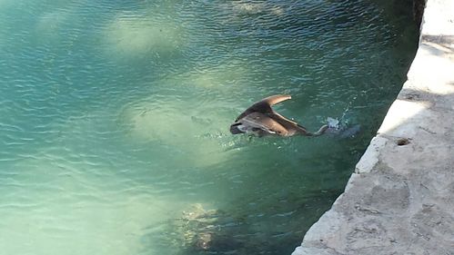 黑嘴海鸟探宝手游下载_黑嘴海鸟探宝官网下载_手机安卓苹果app