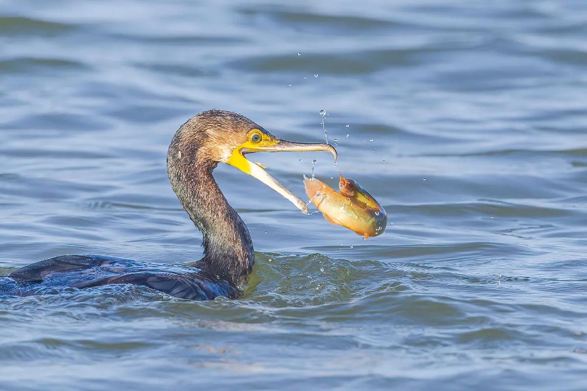 鸟类战争手游下载_鸟类战争官网下载_手机安卓苹果app