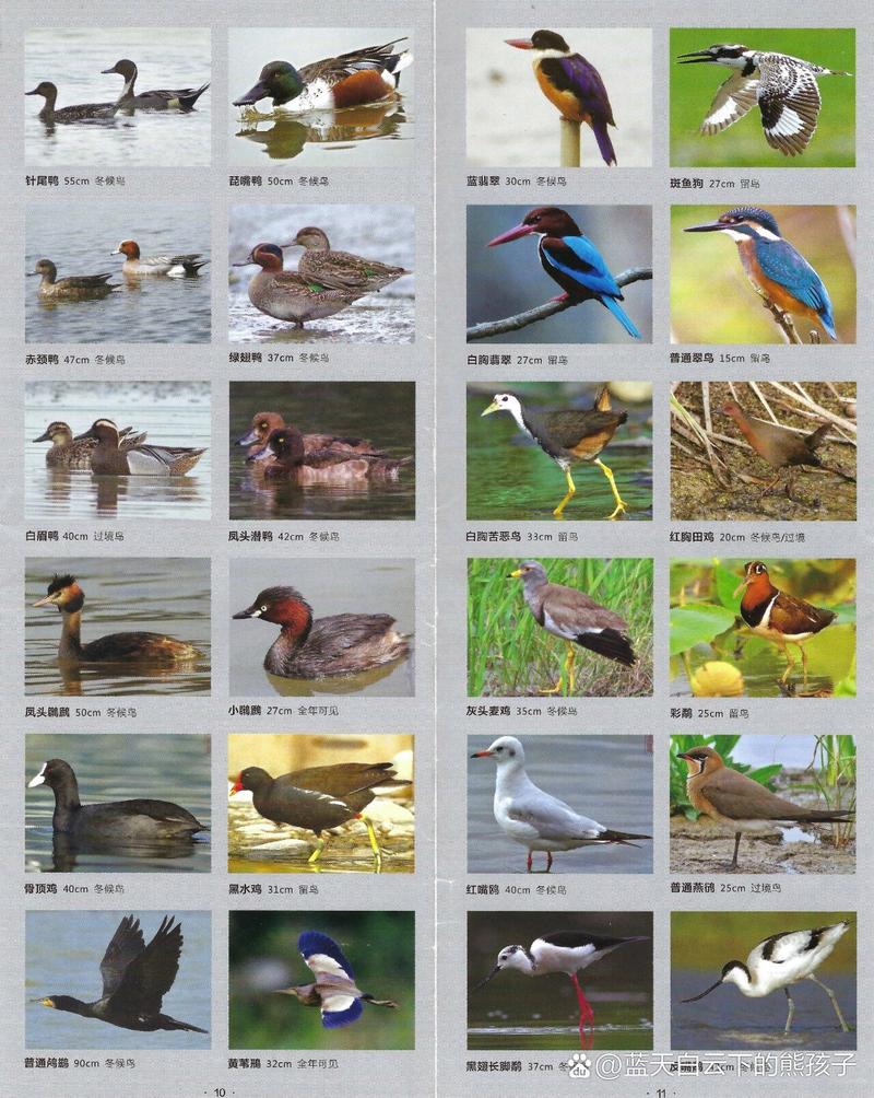 鸟类图鉴上色游戏下载_鸟类图鉴上色官网下载_手机安卓苹果app