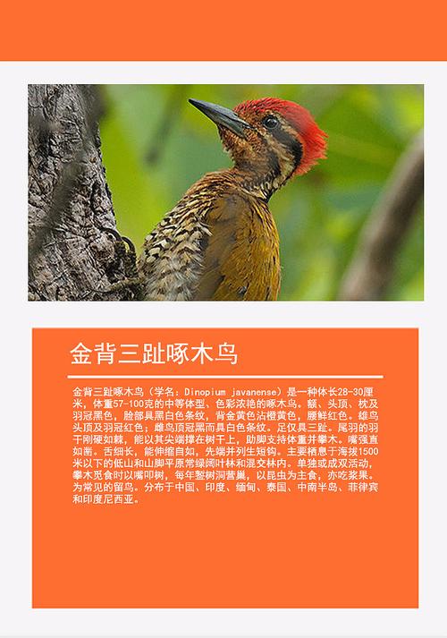 鸟类动物图画册游戏下载_鸟类动物图画册官网下载_安卓苹果app下载