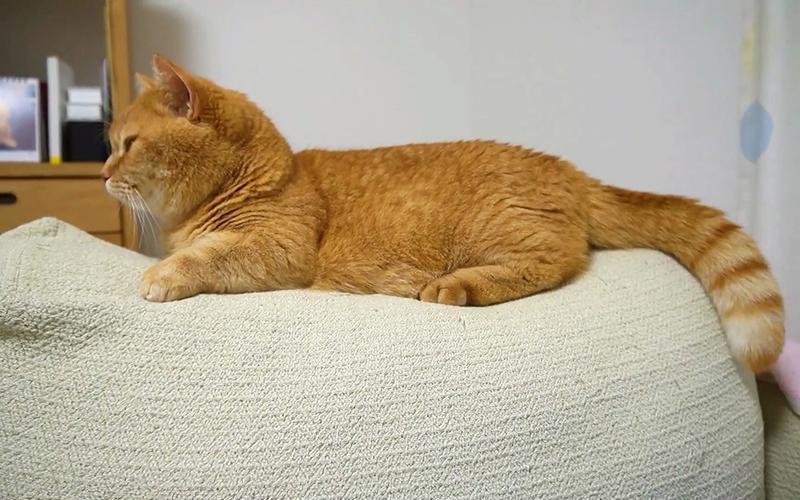 黄猫鱼群游戏下载_黄猫鱼群手游下载_安卓苹果app下载