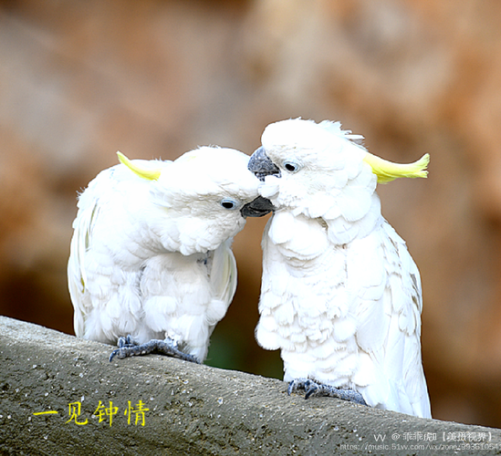 鹦鹉爱情故事手游下载_鹦鹉爱情故事官网下载_手机安卓苹果app