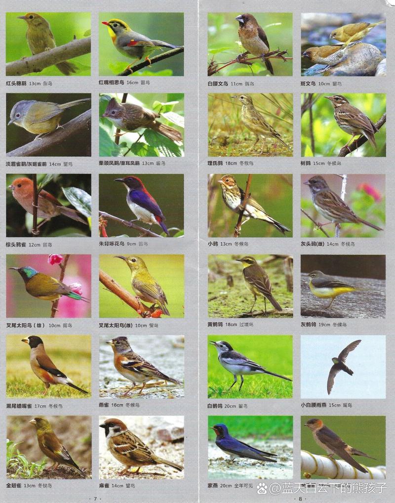 鸟类图鉴上色游戏下载_鸟类图鉴上色官网下载_手机安卓苹果app