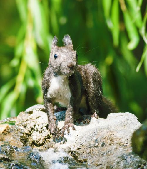 黄金松鼠祖玛手游下载_黄金松鼠祖玛官网下载_手机安卓苹果app
