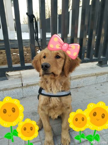 天鹅棋游戏下载_天鹅棋游戏官网下载_手机安卓苹果app