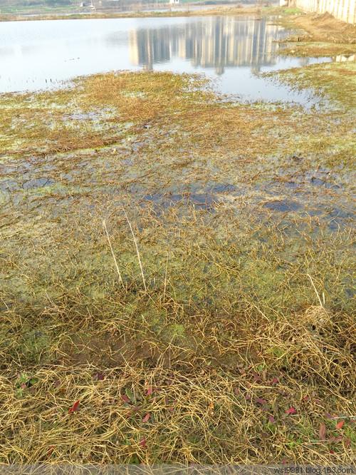 天鹅棋游戏下载_天鹅棋游戏官网下载_手机安卓苹果app