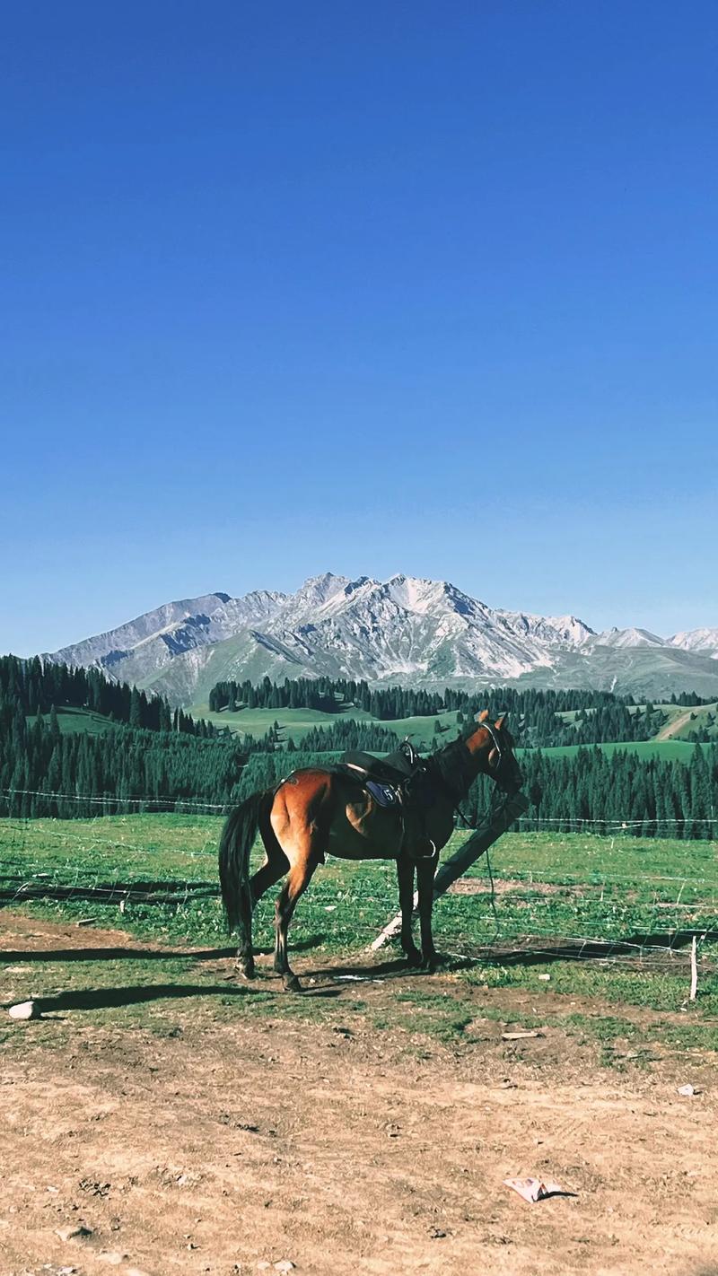 草原牧羊人手游下载_草原牧羊人官网下载_手机安卓苹果app