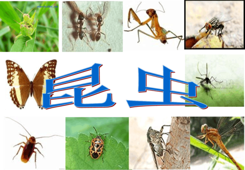 昆虫入侵防御手游下载_昆虫入侵防御官网下载_手机安卓苹果app