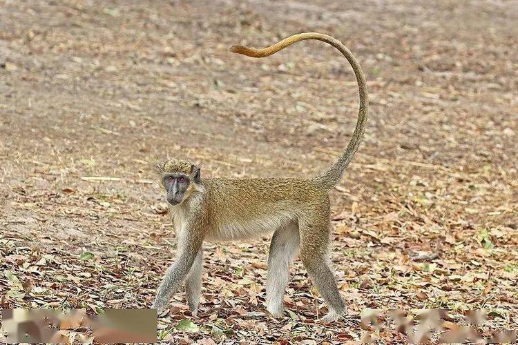 绿猴子接盘子游戏下载_绿猴子接盘子官网下载_手机安卓苹果app