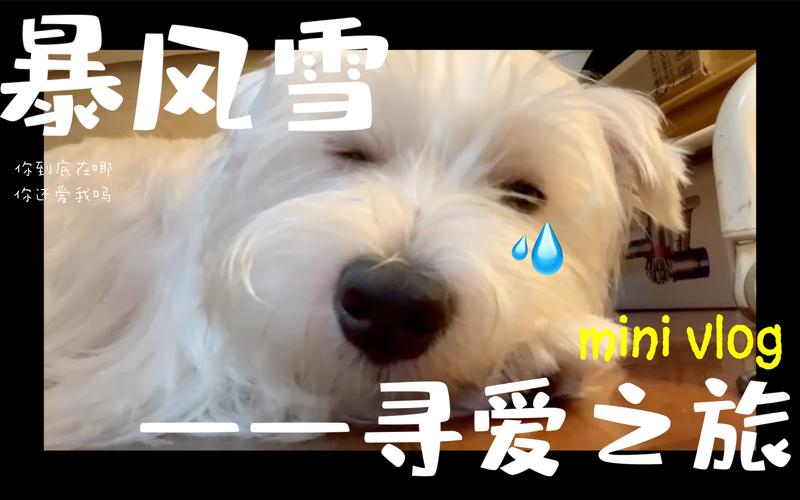 狗狗寻爱之旅手游下载_狗狗寻爱之路官网下载_手机安卓苹果app