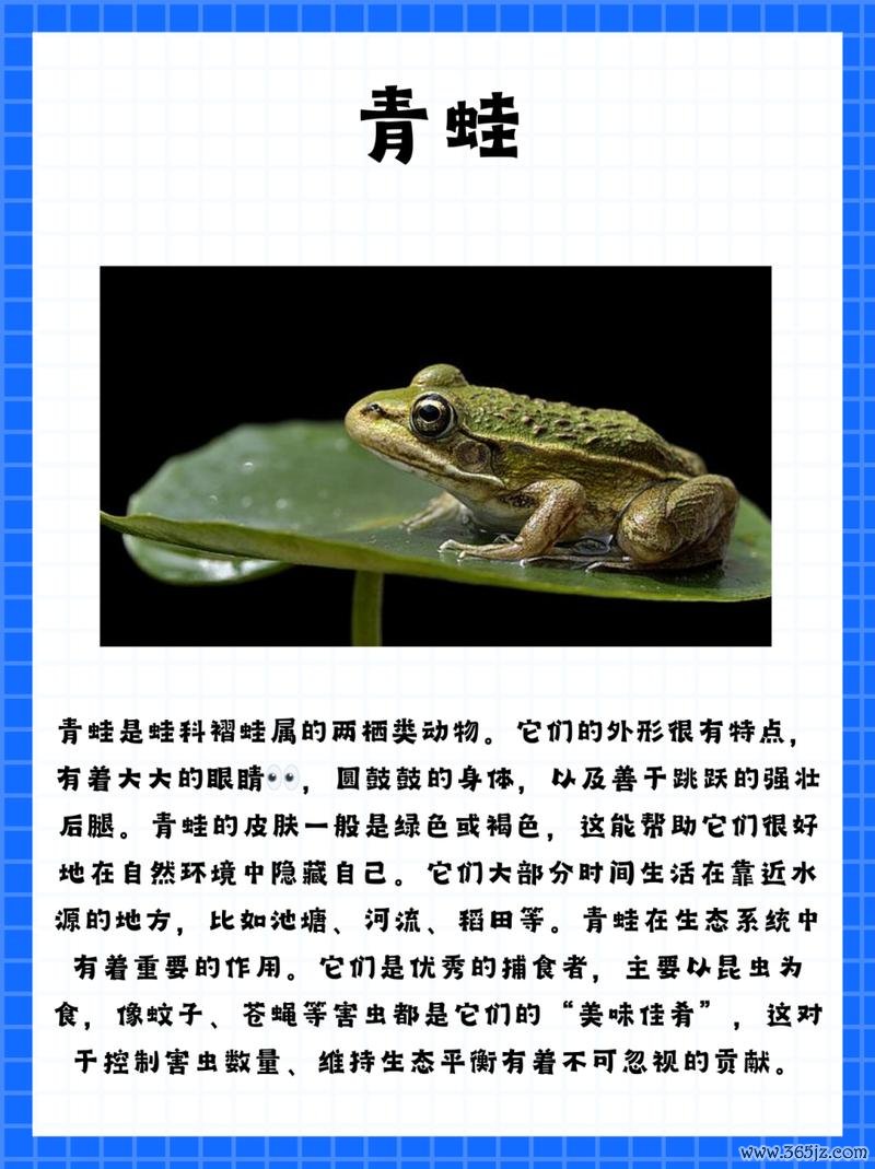 小青蛙吃蚊子游戏下载_小青蛙吃蚊子官网下载_手机安卓苹果app