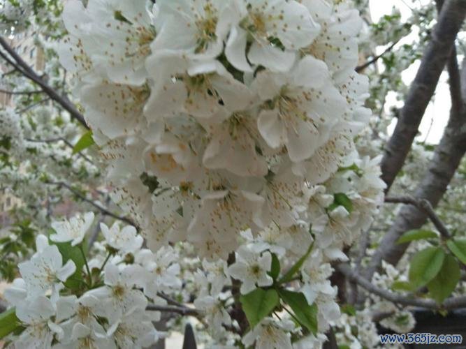 芳馥最全游戏攻略解说_芳馥最新游戏技巧通关