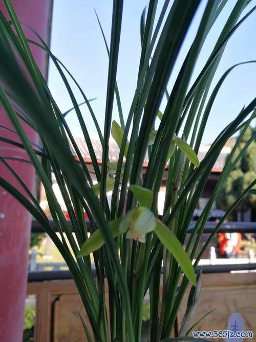 芳馥最全游戏攻略解说_芳馥最新游戏技巧通关