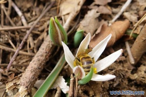 花间精灵最全游戏攻略解说_花间精灵最新游戏技巧通关
